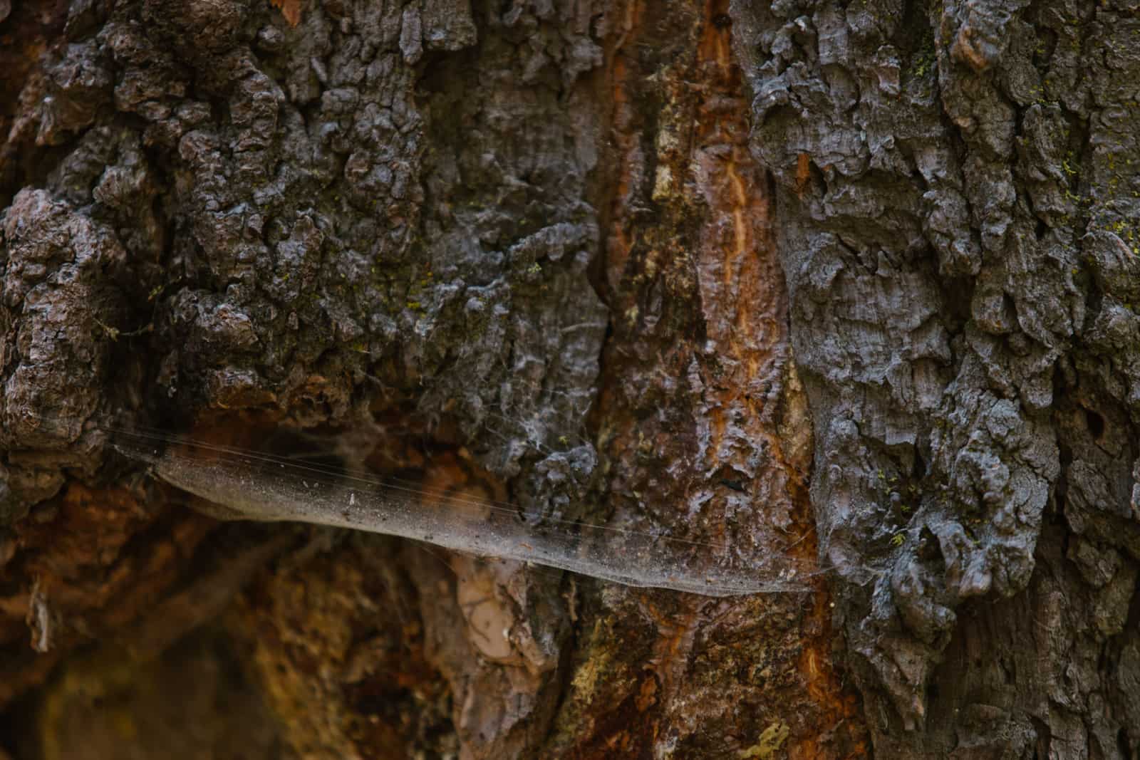 Wide webbing tree straps wrapped around a tree trunk