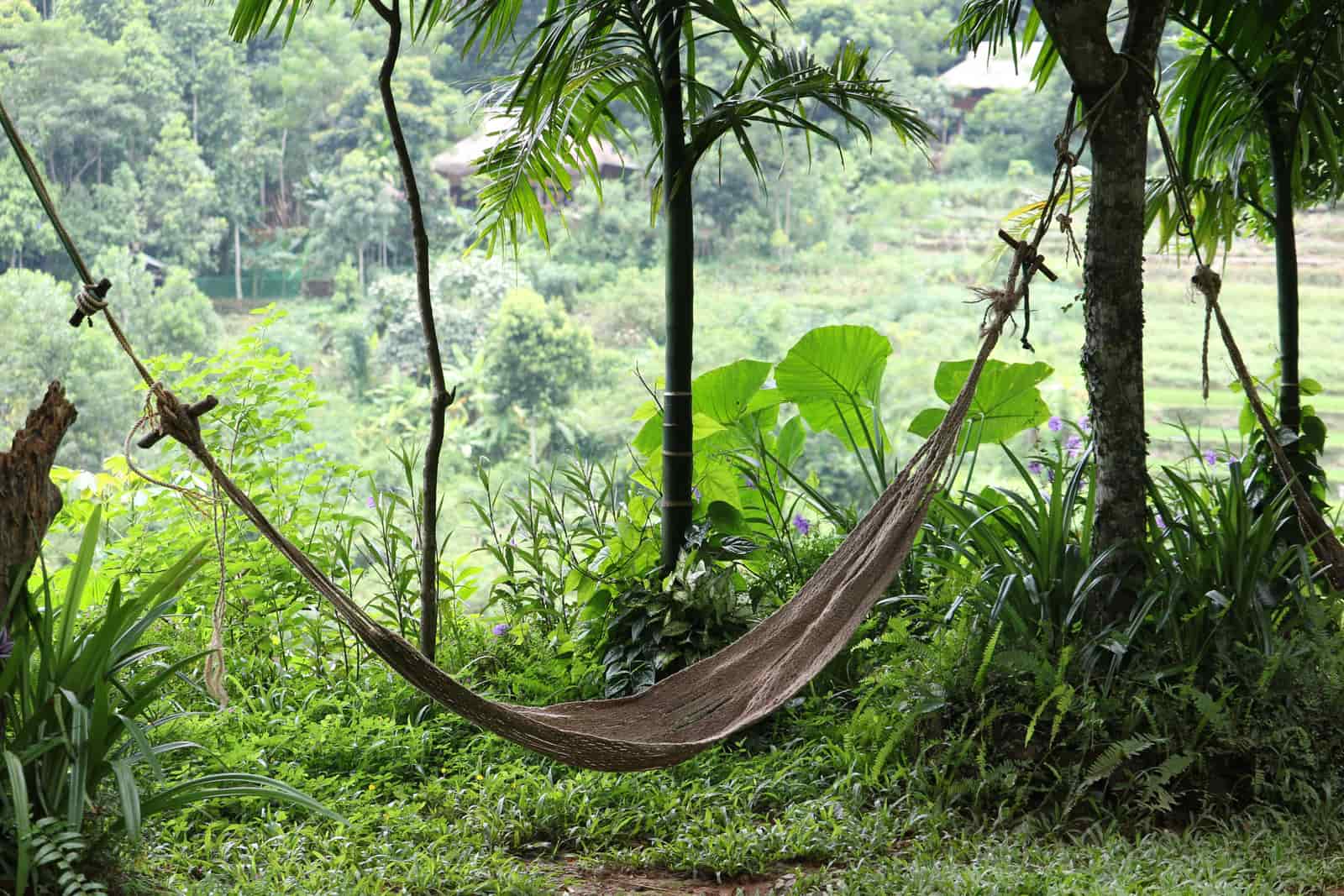 Hammock hanging between two trees in dappled afternoon light