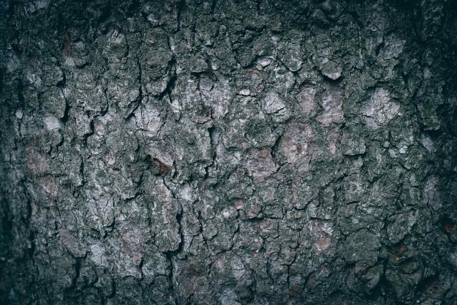 Close view of healthy tree trunks in woodland